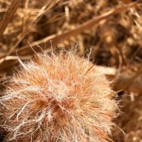 Кактус :: Александр Деревяшкин