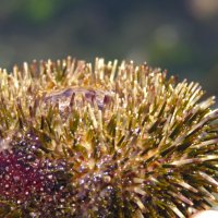 Морской ёж, как цветок.. :: ИРЭН@ . Морской ёж, как цветок.. :: ИРЭН@ .