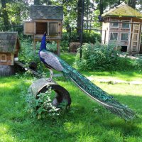 павлин :: Любовь ***