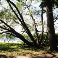 В парке :: Любовь ***