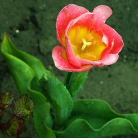 Тюльпан: гордый отпрыск королей -он на свете всех милей! :: Евгений 