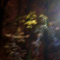 .. ветви деревьев, освещённые светом....  вечером тёмным... :: galalog galalog