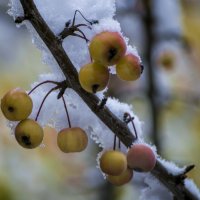 Первый снег Яблоки :: Владимир Максимов