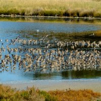 Концетрация птицей в бывших солончаках :: Георгий А