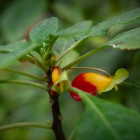 Томский ботсад :: Prinz Eugen 