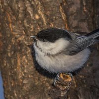 Гаичка. :: Nik Lovec