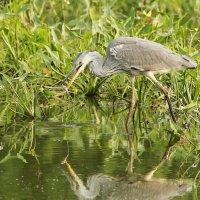 Серая цапля :: Сергей Лычагин