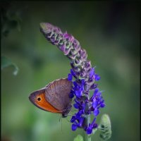 Бабочка. :: Александр Бабочка. :: Александр