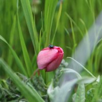 Тюльпан и муха. :: Екатерина Леш