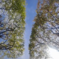 Когда-нибудь они дотянутся. :: Екатерина Леш