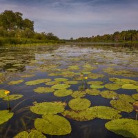 Кувшинки :: Сергей Винтовкин