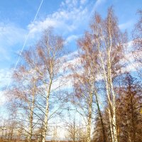 Уже без листьев... :: Андрей Снегерёв
