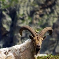 Взгляд ... :: Андрей Любимов