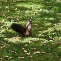 Белочка :: Lucy Schneider 