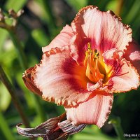 они на радость нам даны :: Олег Лукьянов