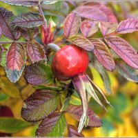 Октябрь... :: Aquarius - Сергей