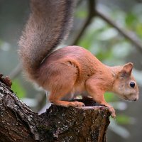 Пристроилась :: Николай Соколухин