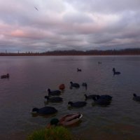 Лысухи :: Сапсан 