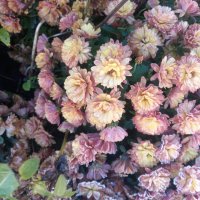 Хризантемы :: Сапсан 