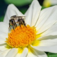 *** :: Виктор Иванович Чернюк