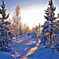 Декабрь..Морозное утро в молодой тайге! :: Владимир 