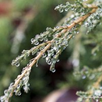 Ветвь можжевельника в каплях дождя. :: Светлана Ищенко Ветвь можжевельника в каплях дождя. :: Светлана Ищенко