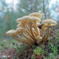 Опятки :: Ирина *