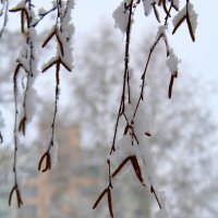 Снежность) :: Татьяна Лютаева