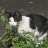 Чёрно-белая кошка :: Дмитрий Никитин Чёрно-белая кошка :: Дмитрий Никитин