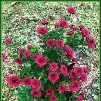 Цветы осени :: Ольга Довженко