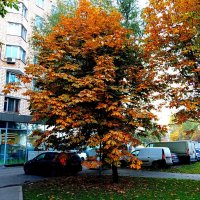 Осень. :: Владимир Драгунский