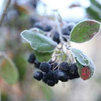 Черноллодка, иней :: ZNatasha - Черноллодка, иней :: ZNatasha -