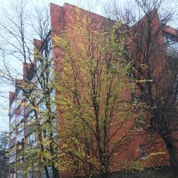 А у нас поздняя осень :: Елена Семигина