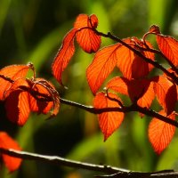 Осенние картинки :: Юрий. Шмаков