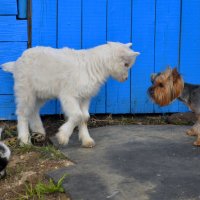 Встеча :: Александр Силинский