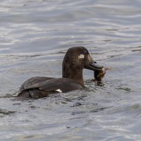турпан. :: юрий макаров турпан. :: юрий макаров