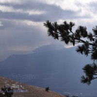 Природа Крыма :: Amazing Cosmea