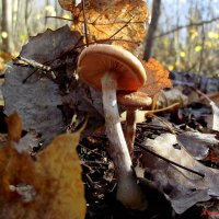 Хилые опята у нас в эту осень... :: Андрей Заломленков