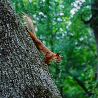белочка :: Ольга Косачова белочка :: Ольга Косачова