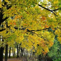 Картинки осени :: Рита Симонова