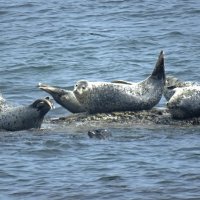 А что вы тут делаете? :: ИРЭН@ .