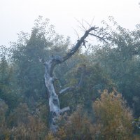 осень в саду :: Genych Bartkus