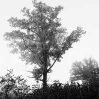 Туманы :: Genych Bartkus