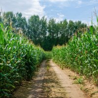 Кукуруза :: Галина Ложечникова