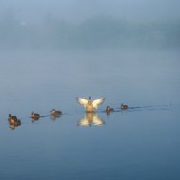 Утки :: Галина Ложечникова