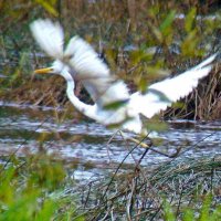 большая белая цапля :: gawrilа - dan