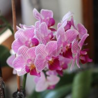 Мультифлора :: Irene Irene Мультифлора :: Irene Irene