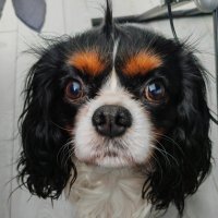 Взгляд :: Ольга Прикуль