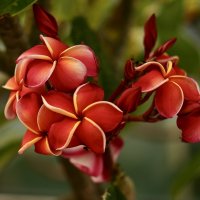 «Тайская магнолия» :: Натали Королева