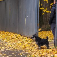 ***** :: юрий поляков ***** :: юрий поляков